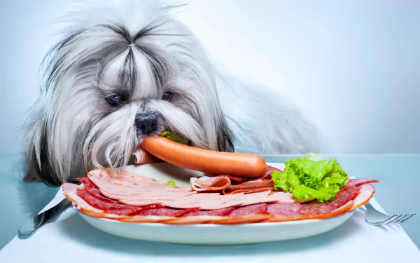 meat sausage dog Animal shih tzu HD Desktop Wallpaper | Background Image