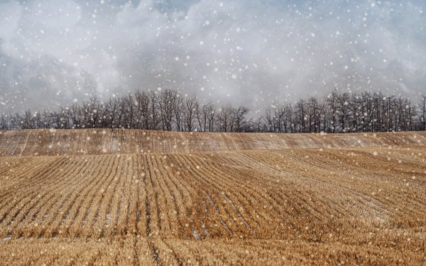 Nature Field Winter Snowfall HD Wallpaper | Background Image