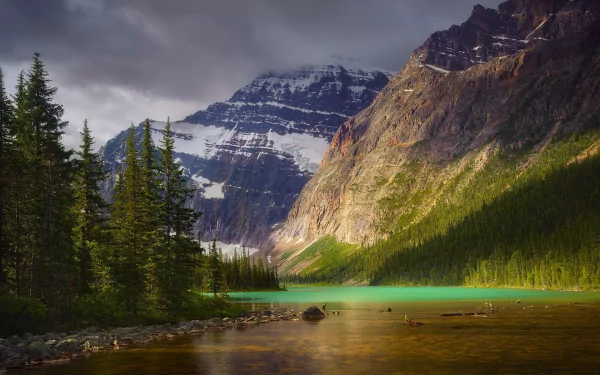 lake forest tree nature Alberta Jasper National Park mountain HD Desktop Wallpaper | Background Image