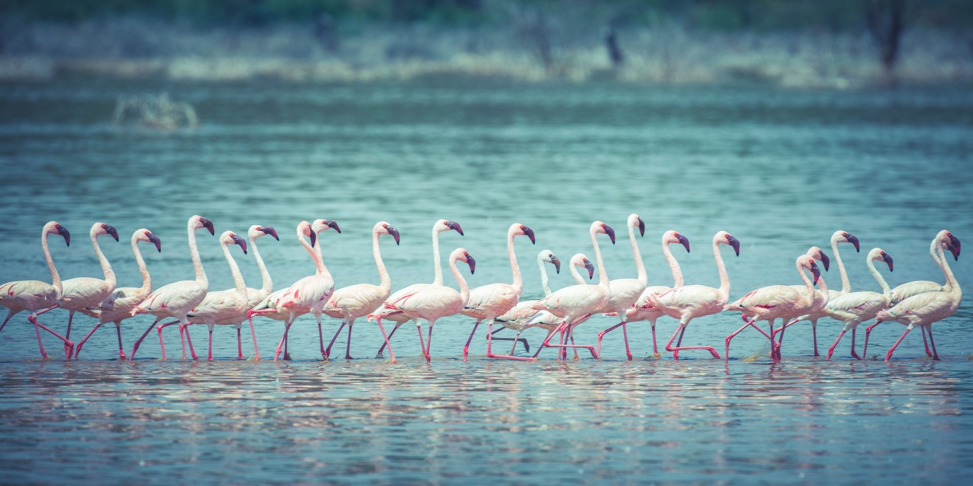 A flock of flamingos wading in shallow water, captured in vibrant 4K Ultra HD as a striking bird and animal desktop wallpaper and background.