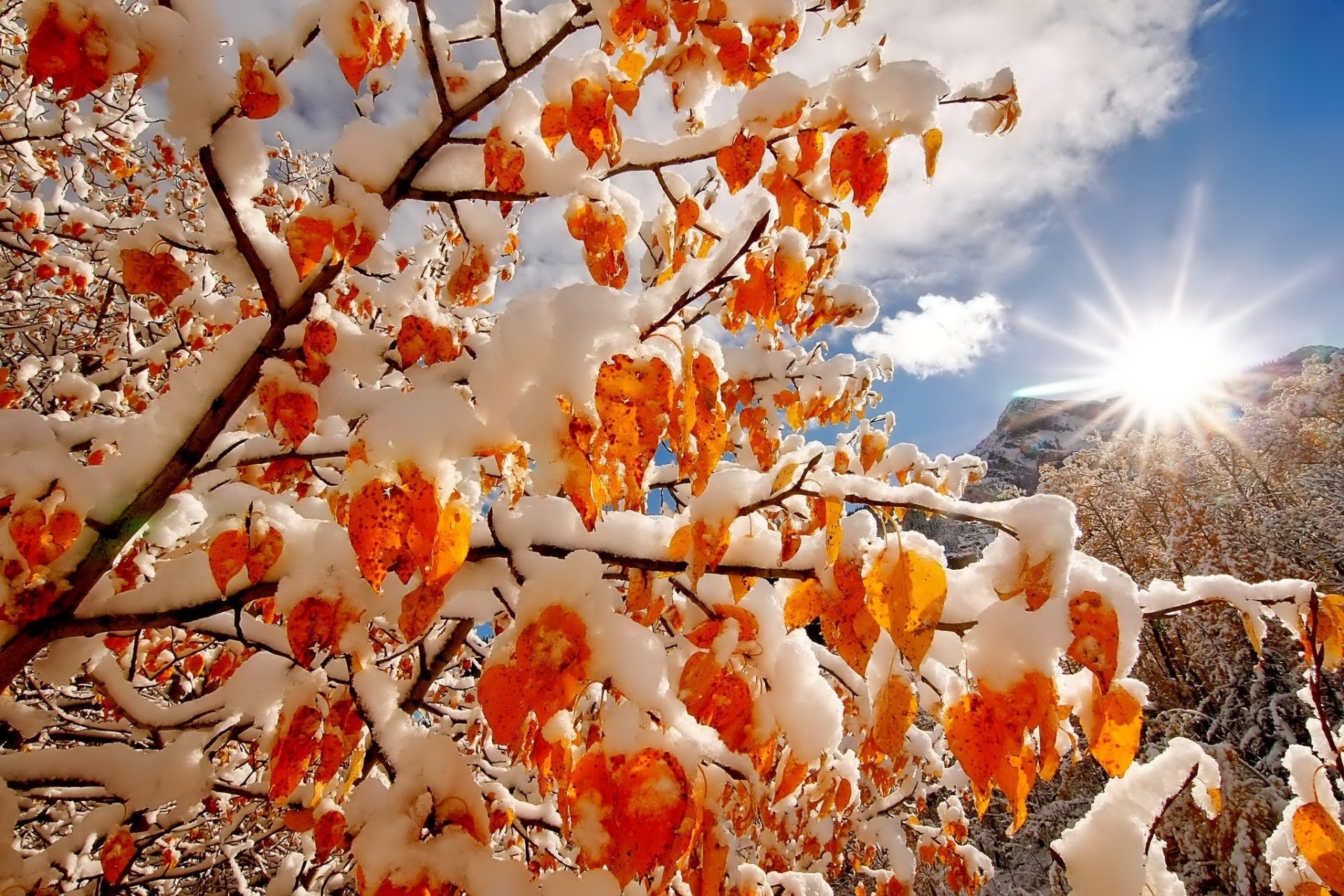 Winter Sunbeam: Snow-Kissed Autumn Leaves HD Wallpaper | 2048x1365 ...