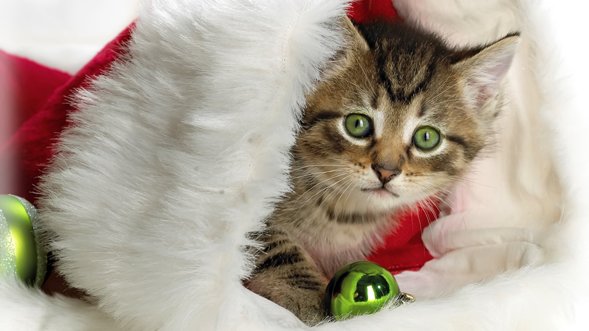 Download Christmas Ornaments Santa Hat Kitten Holiday Christmas HD ...