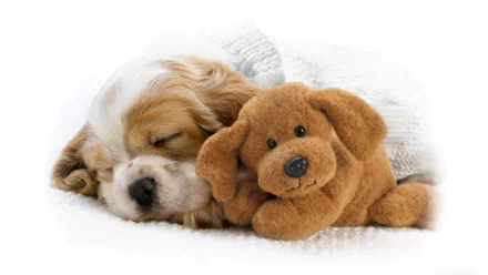 A cute sleeping cocker spaniel puppy cuddles with a soft brown stuffed animal dog, set against a white background as an HD desktop wallpaper.