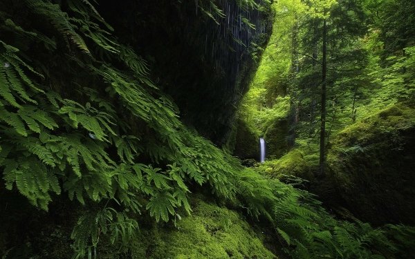 Earth Waterfall Waterfalls Forest Tree Fern Green HD Wallpaper | Background Image