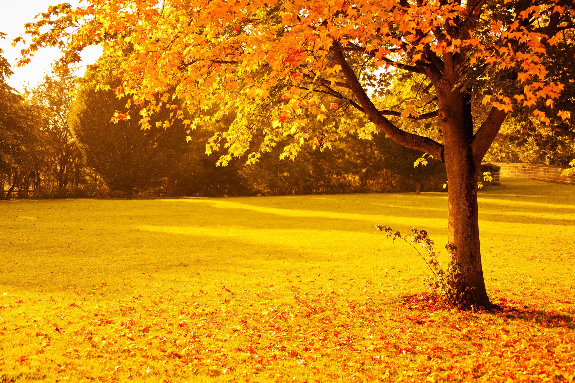 Golden Autumn Field