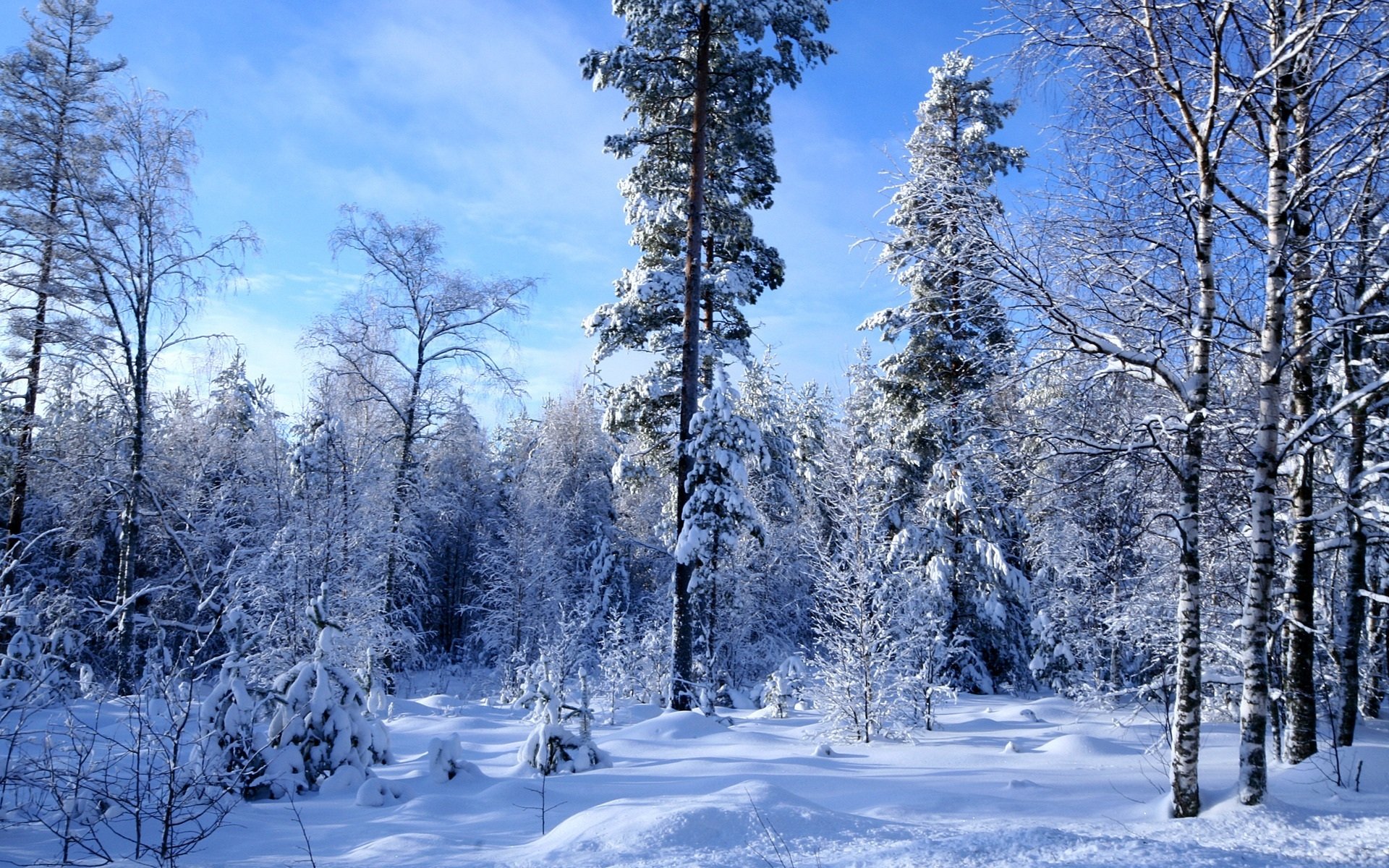 Download Tree Forest Snow Nature Winter HD Wallpaper | 1920x1200 ...