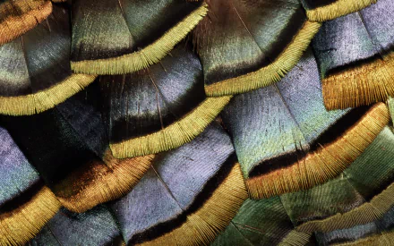  Turkey Feathers