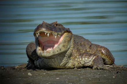 A close-up of a crocodile basking on the shore, showcasing its open mouth and sharp teeth, set against a tranquil water background. This HD image serves as a striking desktop wallpaper.