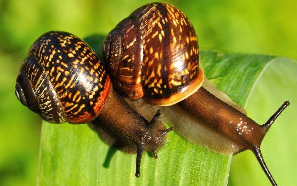 Animal Snail Insect Macro HD Wallpaper | Background Image