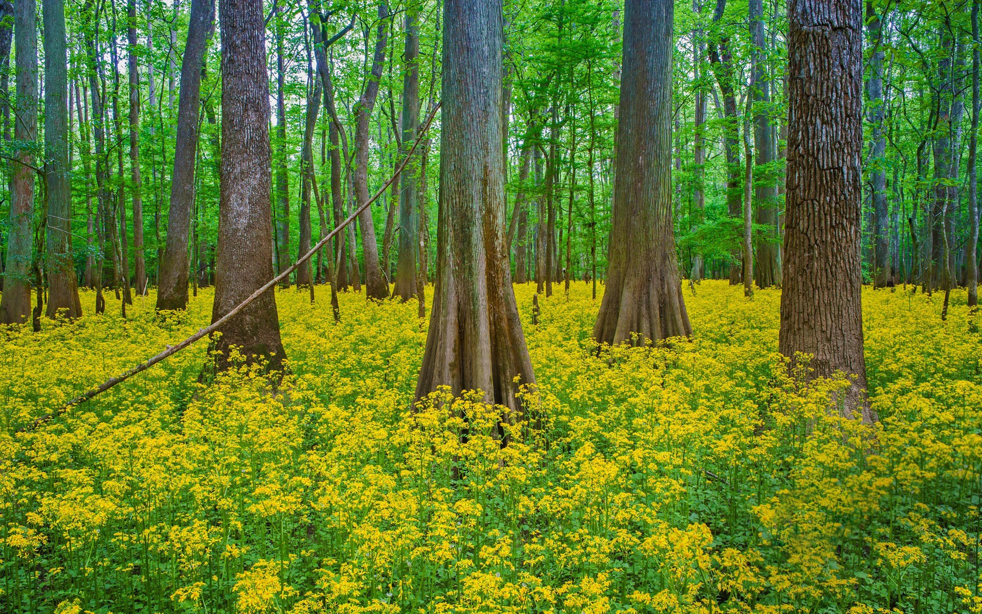 Blooming Butterweed in Forest