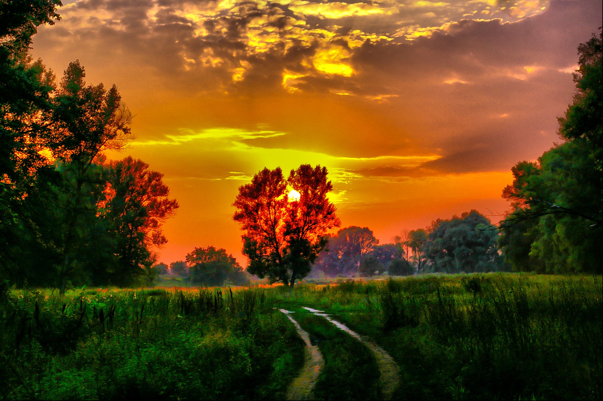 Download Path Green Tree Field Grass Nature Sunset HD Wallpaper