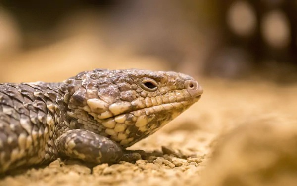 reptile Animal lizard HD Desktop Wallpaper | Background Image