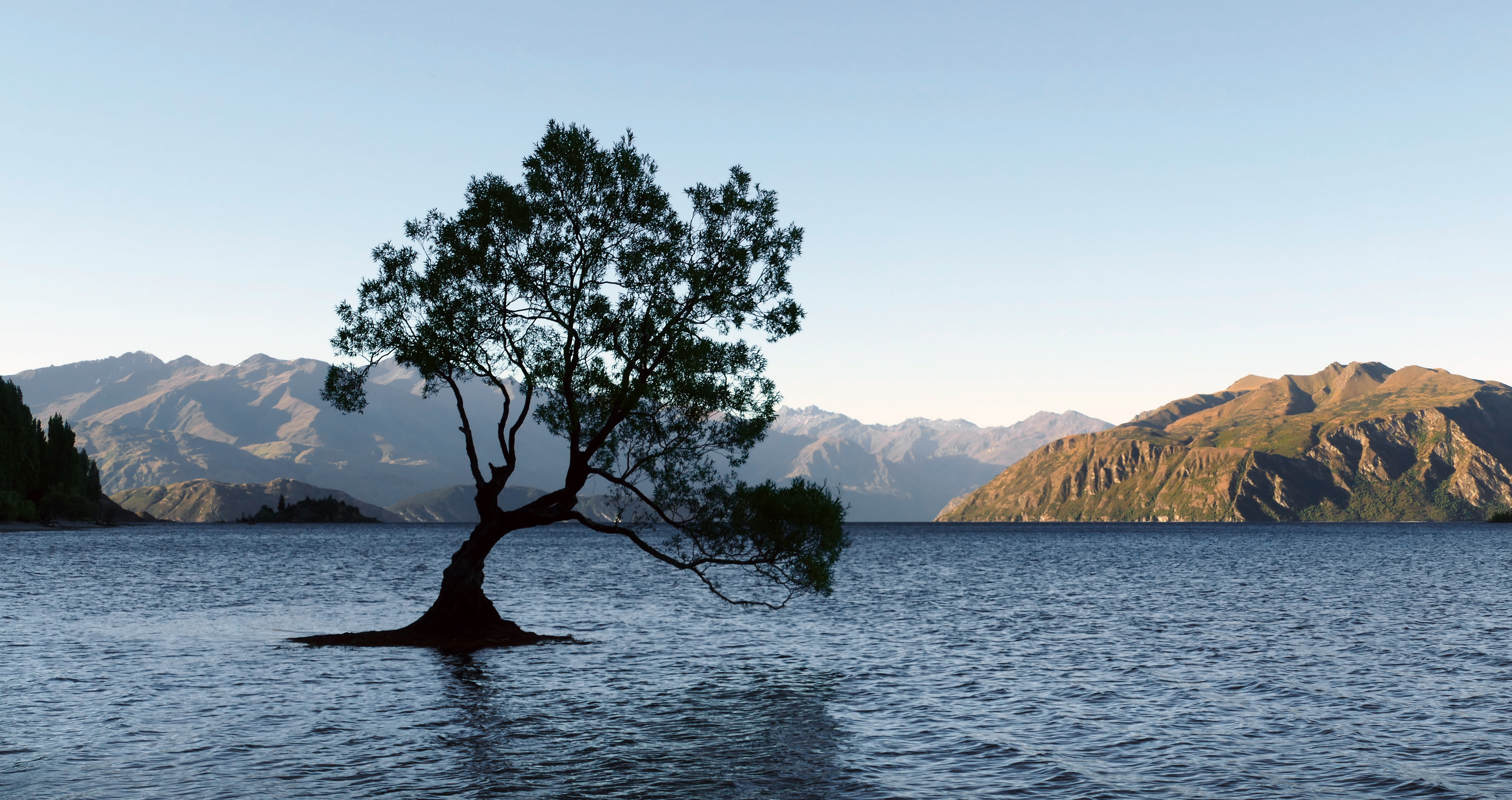 That Wānaka Tree, Lake Wānaka, Otago, New Zealand by Bernard Spragg
