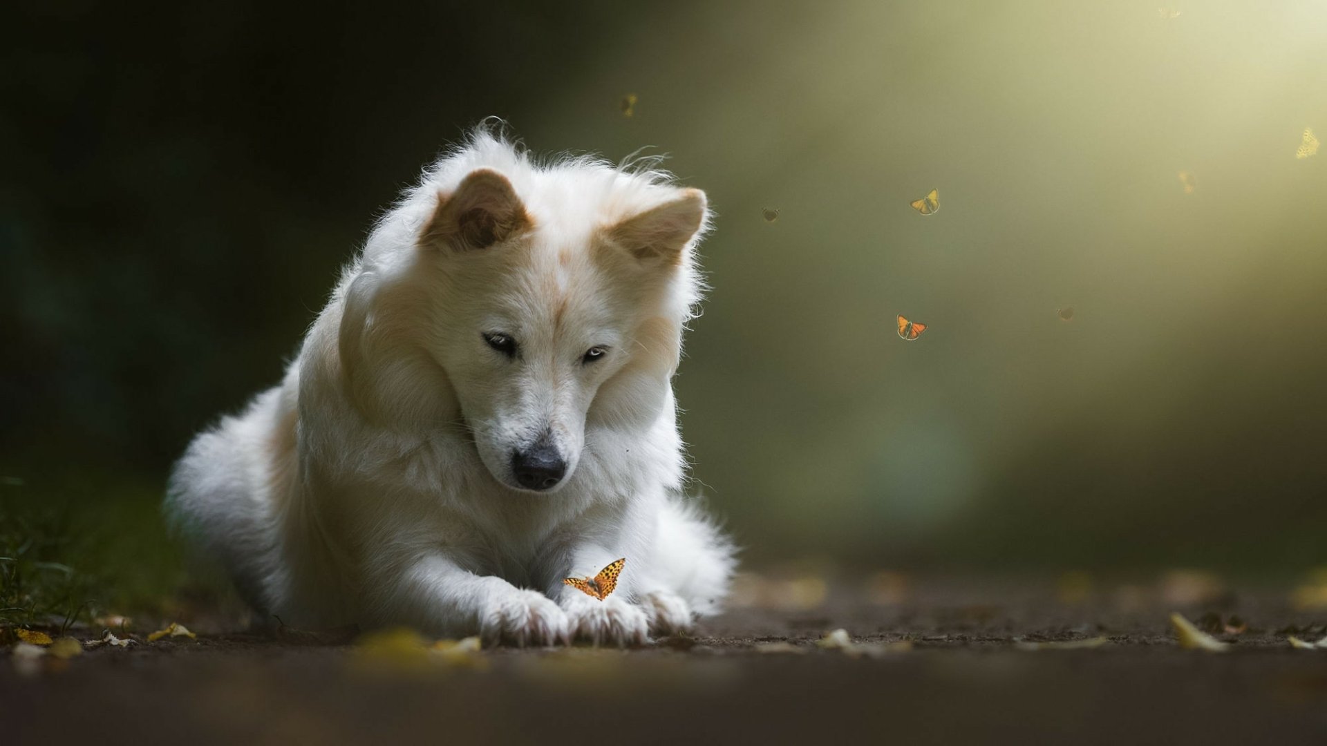A white dog with a gentle muzzle watches a vibrant butterfly perched on the ground, captured in an HD desktop wallpaper showcasing a serene natural moment.