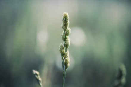 beatle bug blur nature plant HD Desktop Wallpaper | Background Image