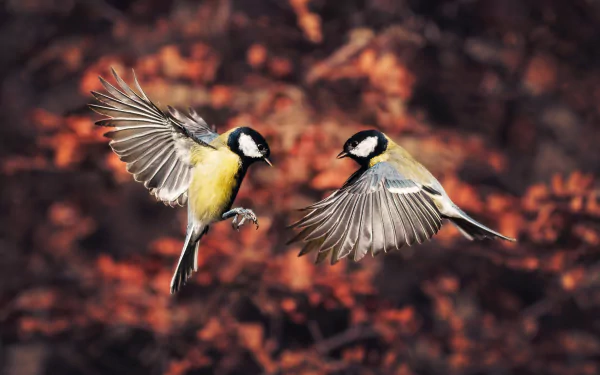 flying bird Animal titmouse HD Desktop Wallpaper | Background Image