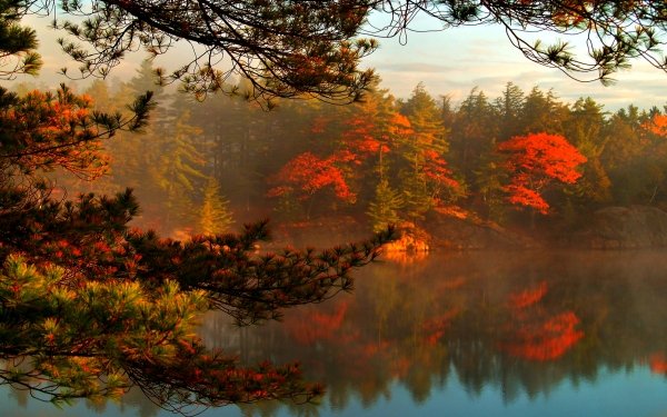 Nature Lake Lakes Forest Tree Fall Fog HD Wallpaper | Background Image