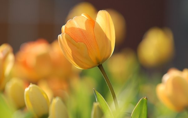 Earth Tulip Flowers Flower Nature Yellow Flower Close-Up HD Wallpaper | Background Image