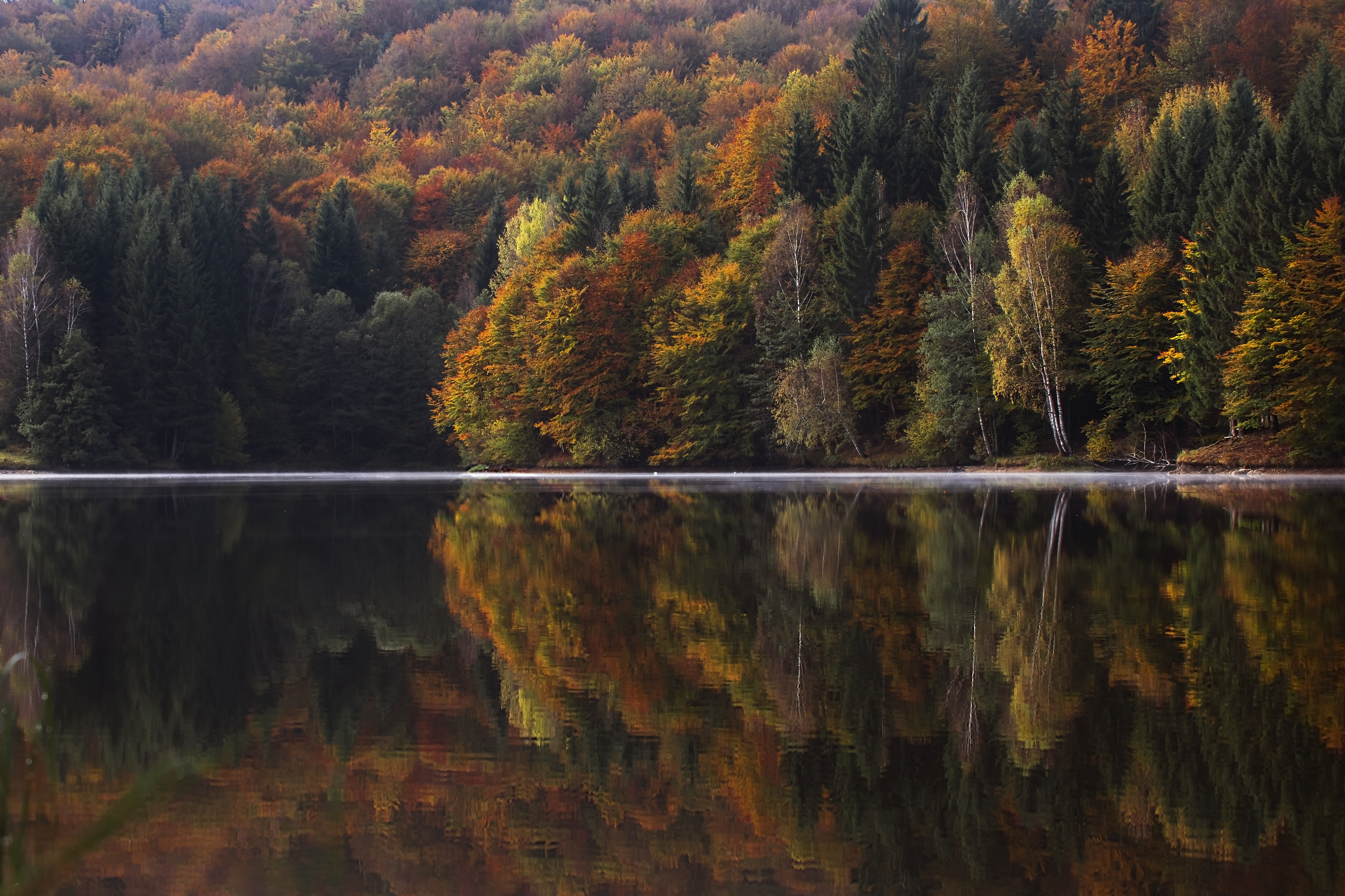 Download Water Tree Fall Forest Nature Reflection 4k Ultra HD Wallpaper