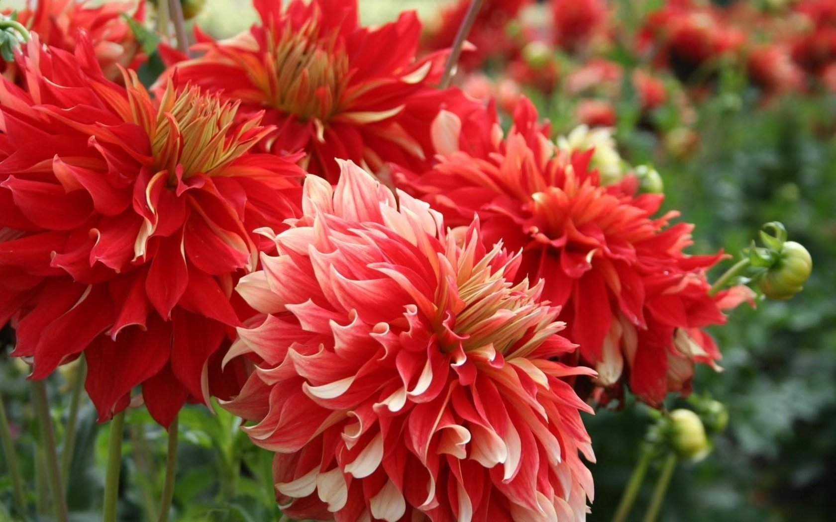 Red Dahlias