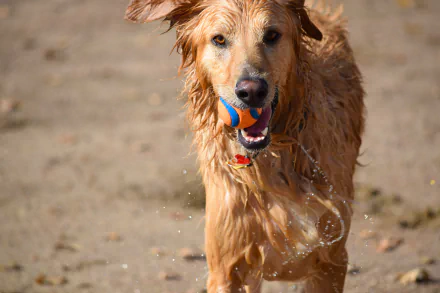 playing muzzle Animal dog HD Desktop Wallpaper | Background Image