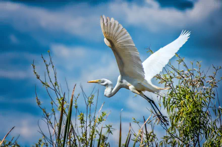 HD PC desktop wallpaper featuring a white egret bird in mid-flight above green foliage against a vibrant blue sky with scattered clouds.