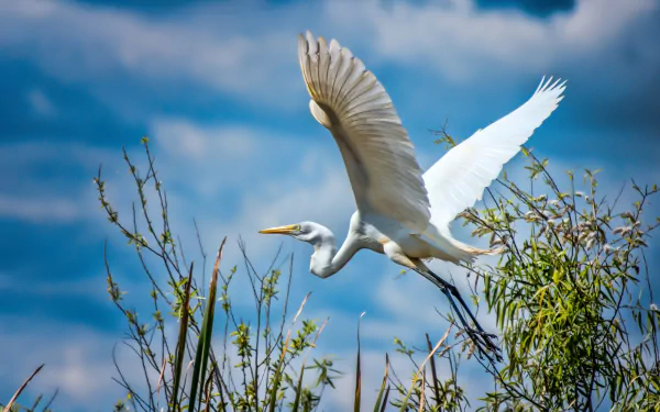 HD PC desktop wallpaper featuring a white egret bird in mid-flight above green foliage against a vibrant blue sky with scattered clouds.