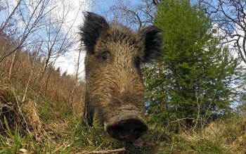 14 Llama HD Wallpapers | Backgrounds - Wallpaper Abyss