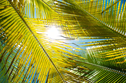 sunny nature leaf HD Desktop Wallpaper | Background Image