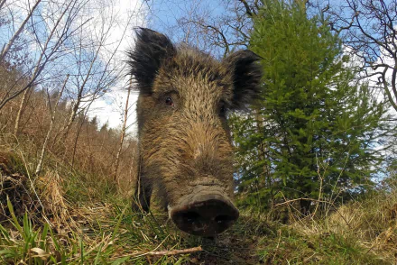 Animal boar HD Desktop Wallpaper | Background Image