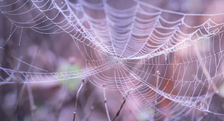 photography spider web HD Desktop Wallpaper | Background Image