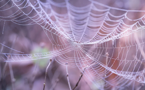 photography spider web HD Desktop Wallpaper | Background Image