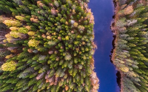 Earth River Nature Forest Tree Aerial HD Wallpaper | Background Image