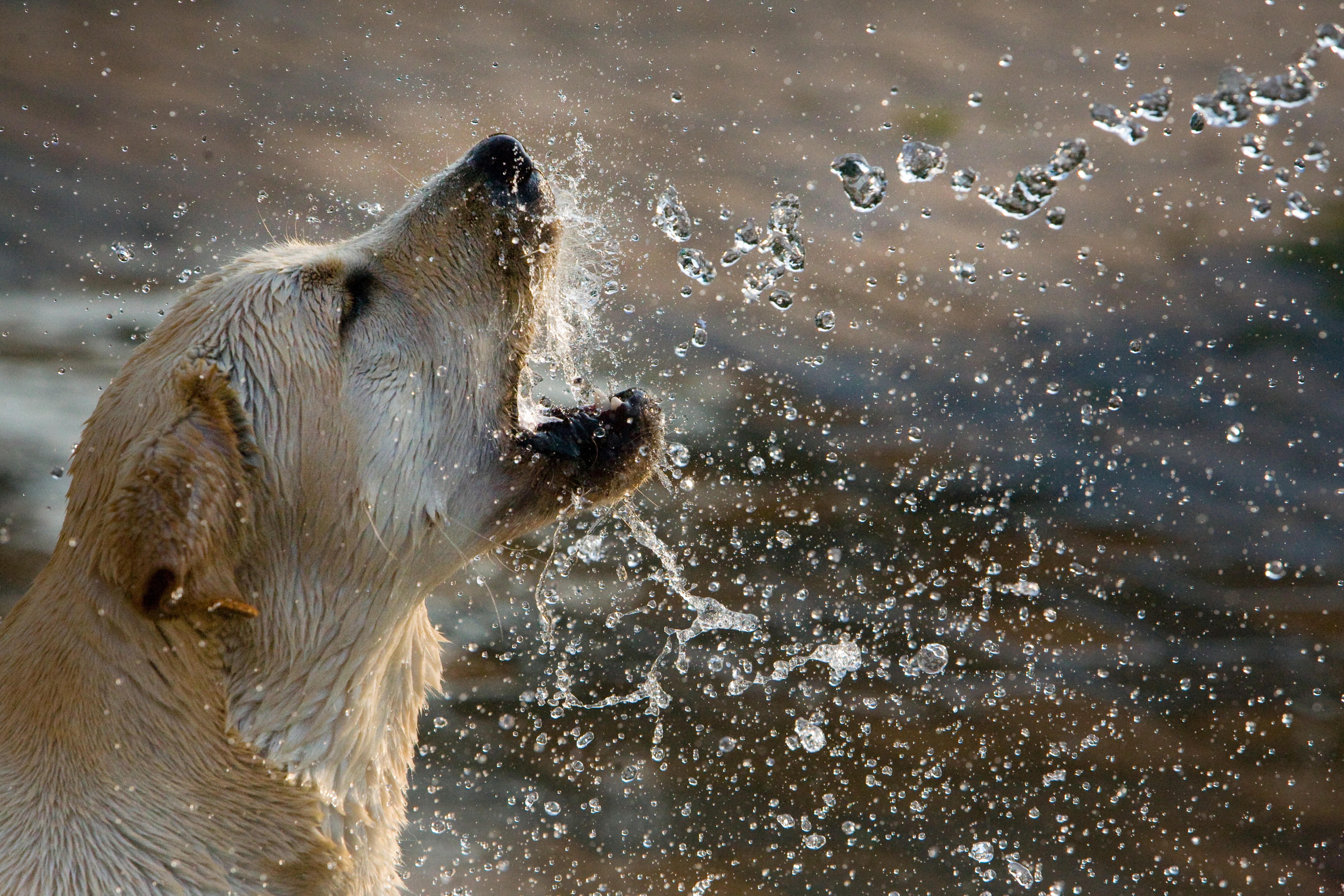 Dog drinking. Лабрадор Гризли. Всплеск животное. Радостный пес в реке. Снег вода для животных.