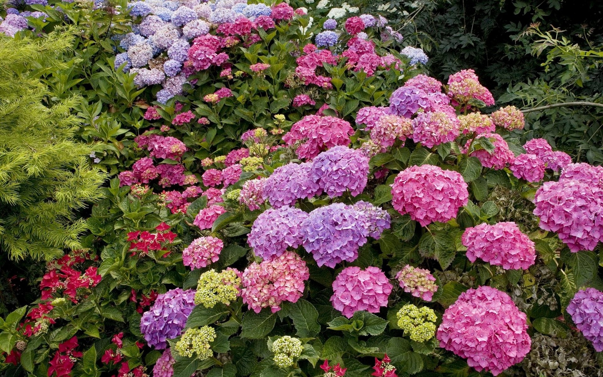 Hydrangeas