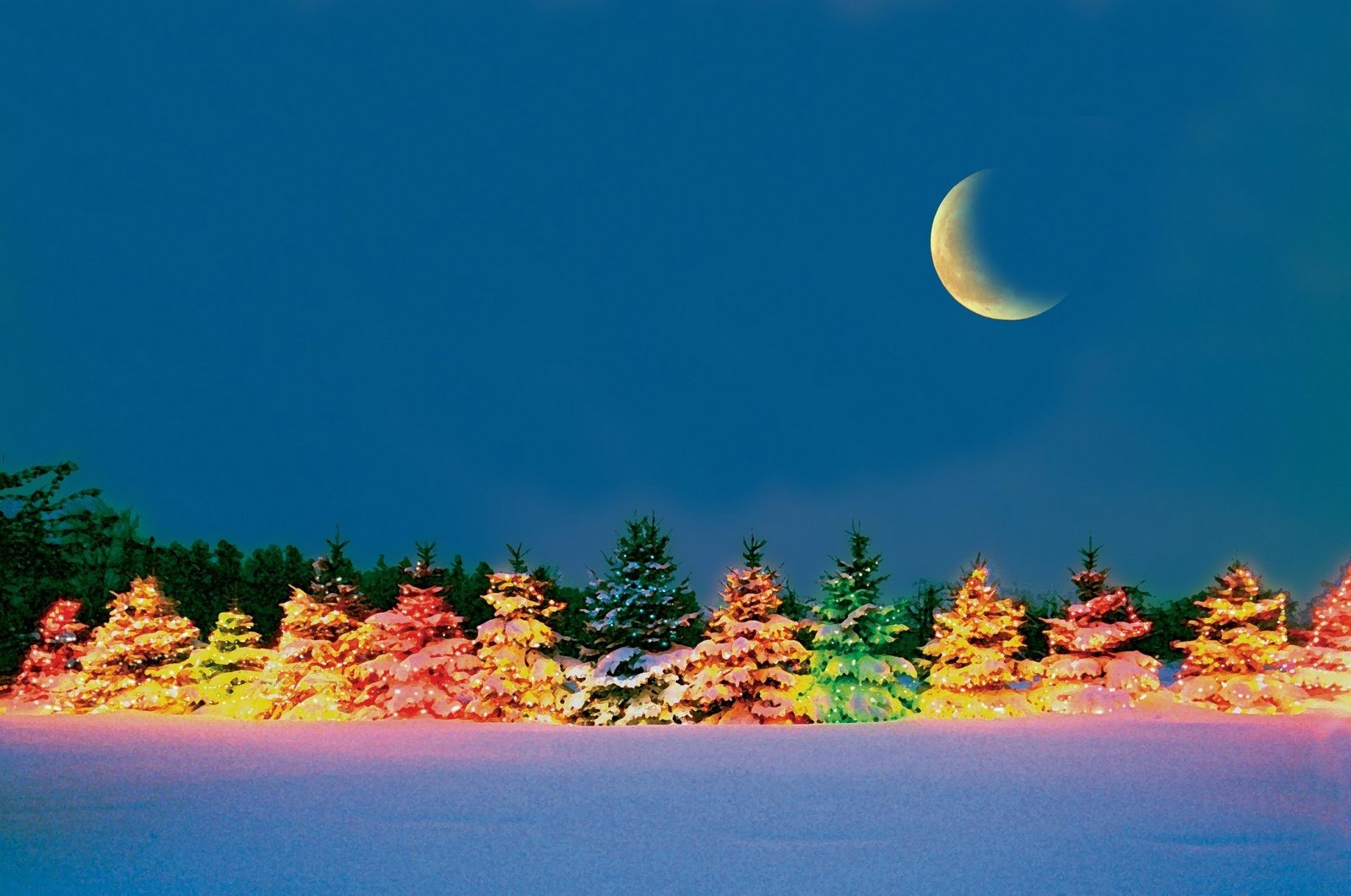 Download Colors Light Tree Christmas Tree Moon Night Holiday Christmas
