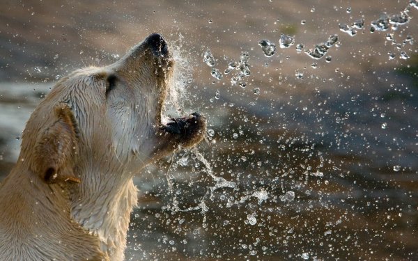 Animal Golden Retriever Dogs Dog Playing Water Splash HD Wallpaper | Background Image