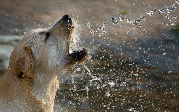 splash water playing dog Animal golden retriever HD Desktop Wallpaper | Background Image