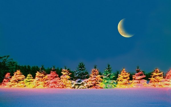 Holiday Christmas Night Moon Christmas Tree Tree Light Colors HD Wallpaper | Background Image