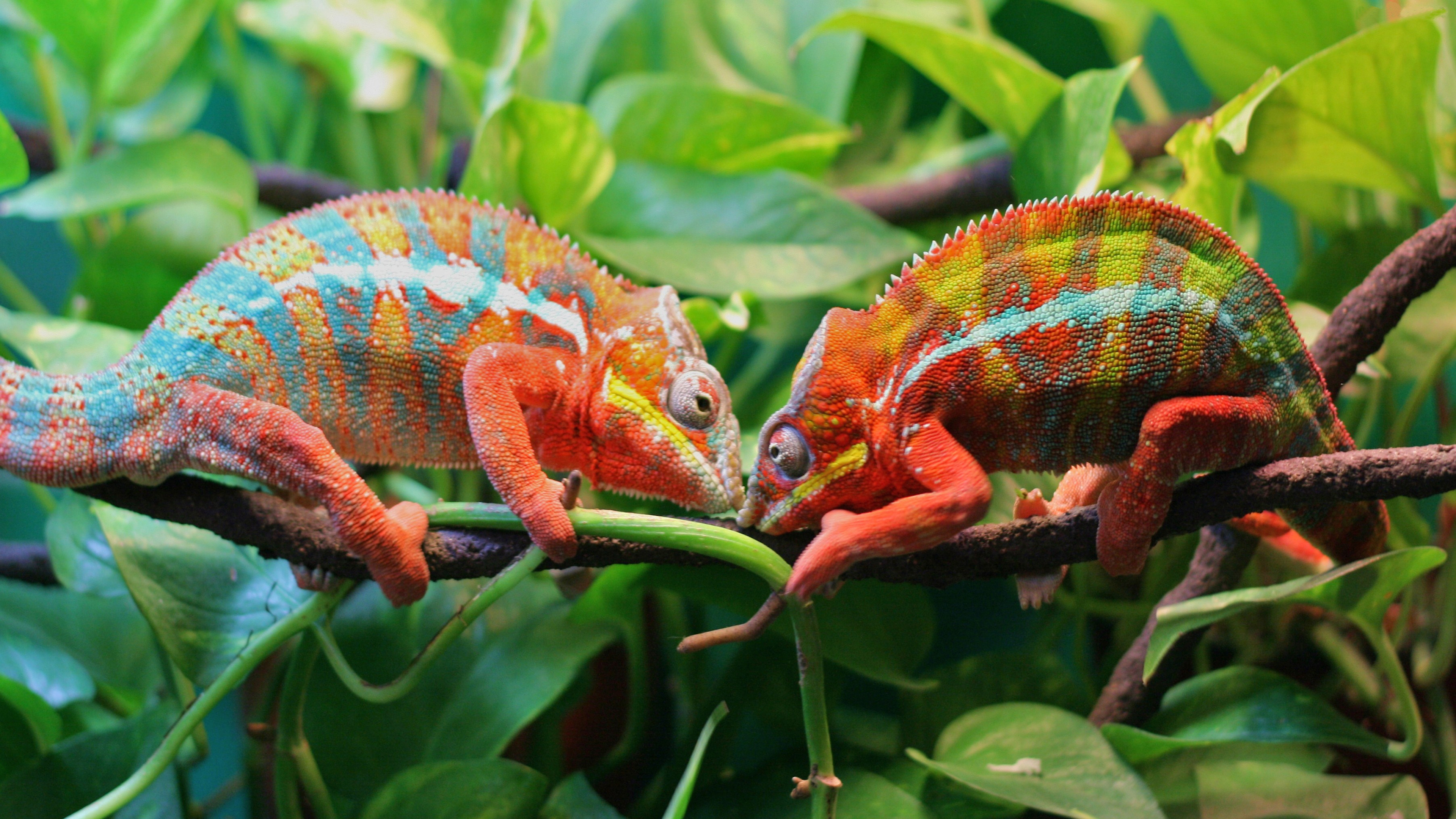 Download Reptile Lizard Leaf Branch Animal Chameleon 4k Ultra HD Wallpaper