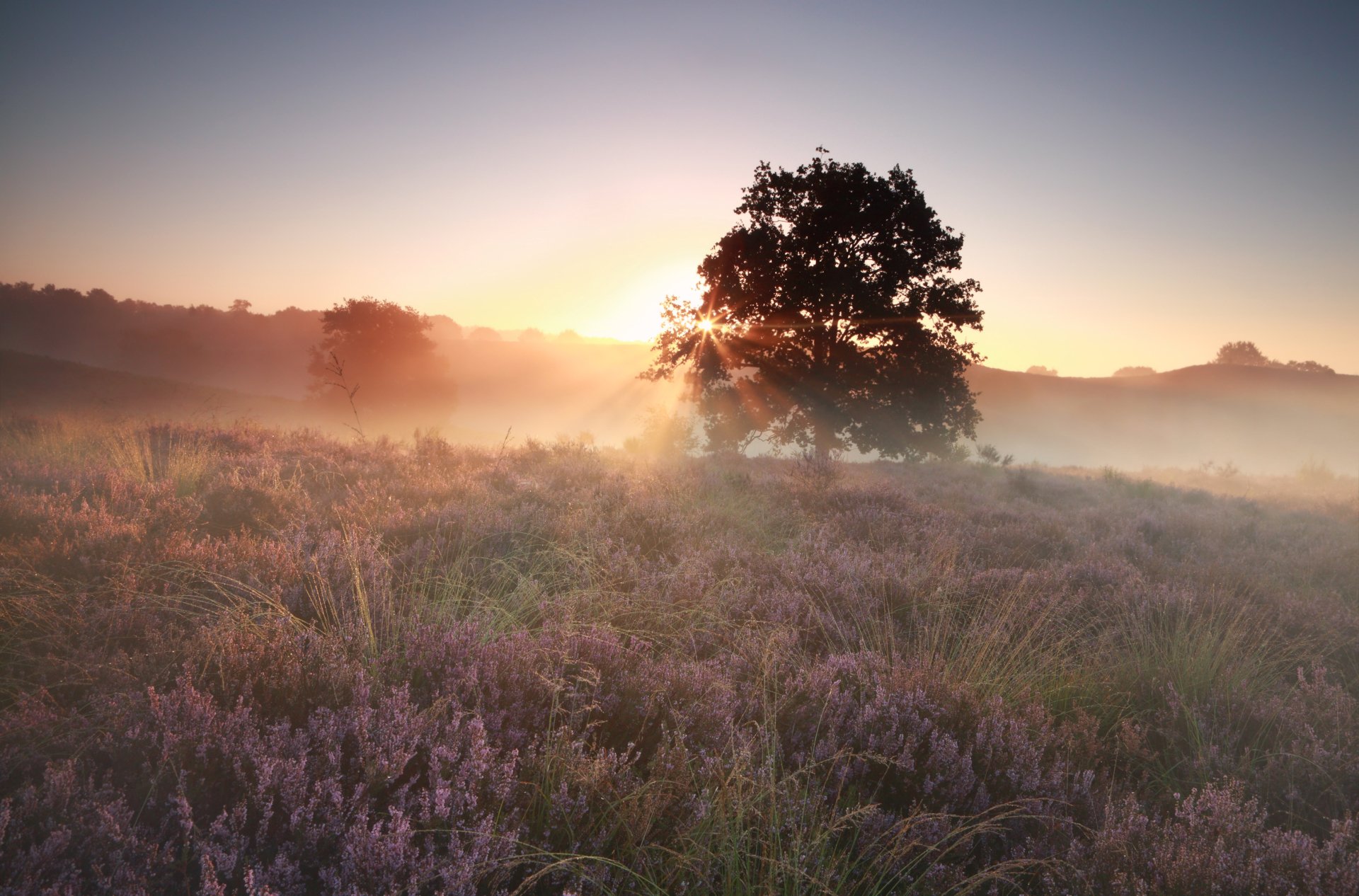 Download Sunbeam Tree Nature Fog Flower Sunrise HD Wallpaper