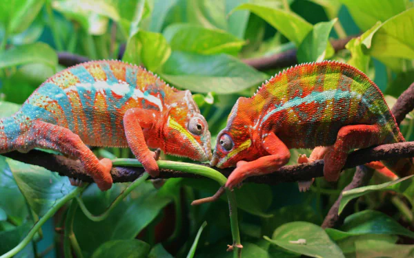 Two colorful chameleons face each other on a leafy branch in this vibrant 4K Ultra HD reptile wallpaper and desktop background.