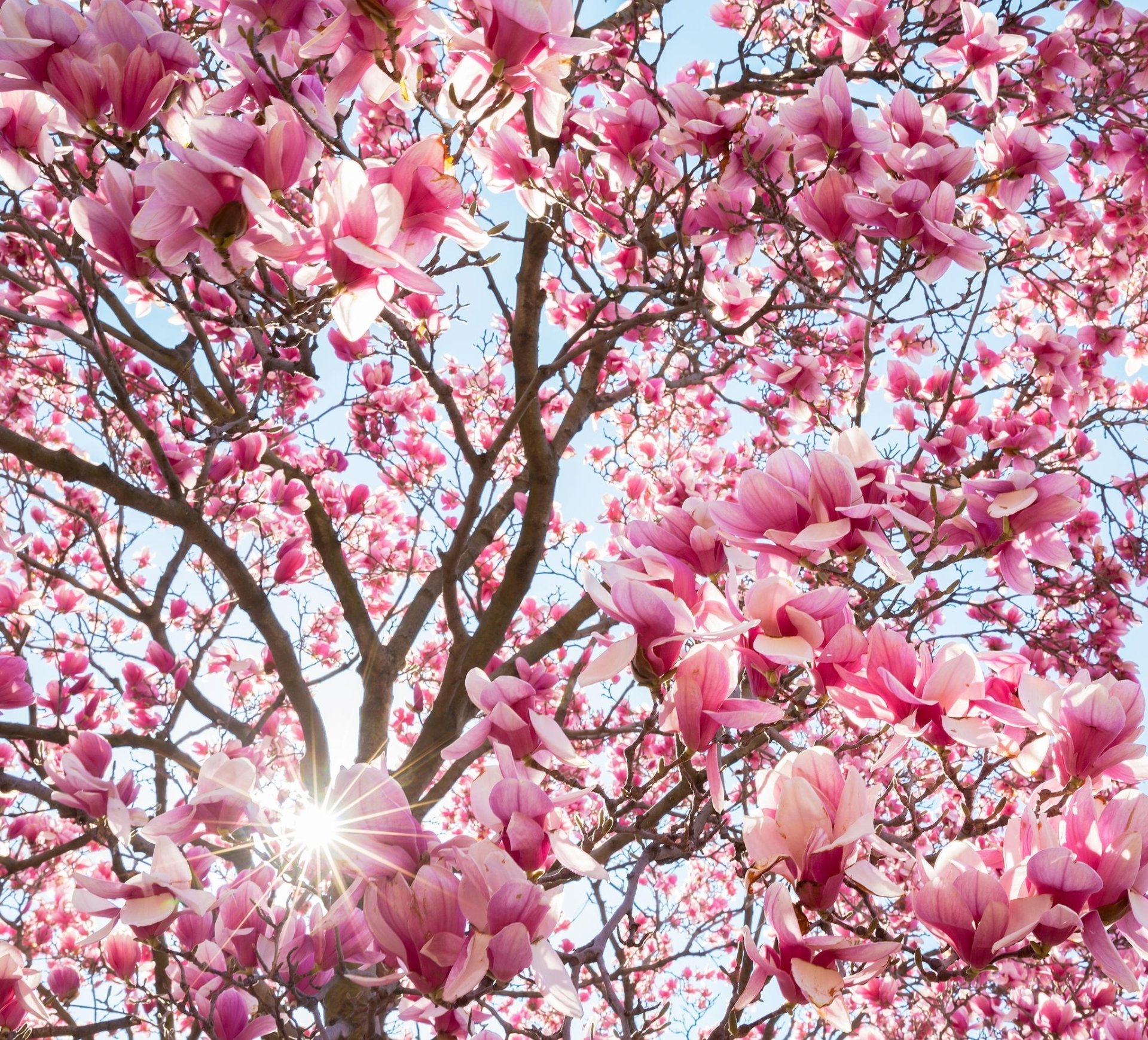 Download Magnolia Spring Pink Flower Flower Sunbeam Nature Blossom HD ...