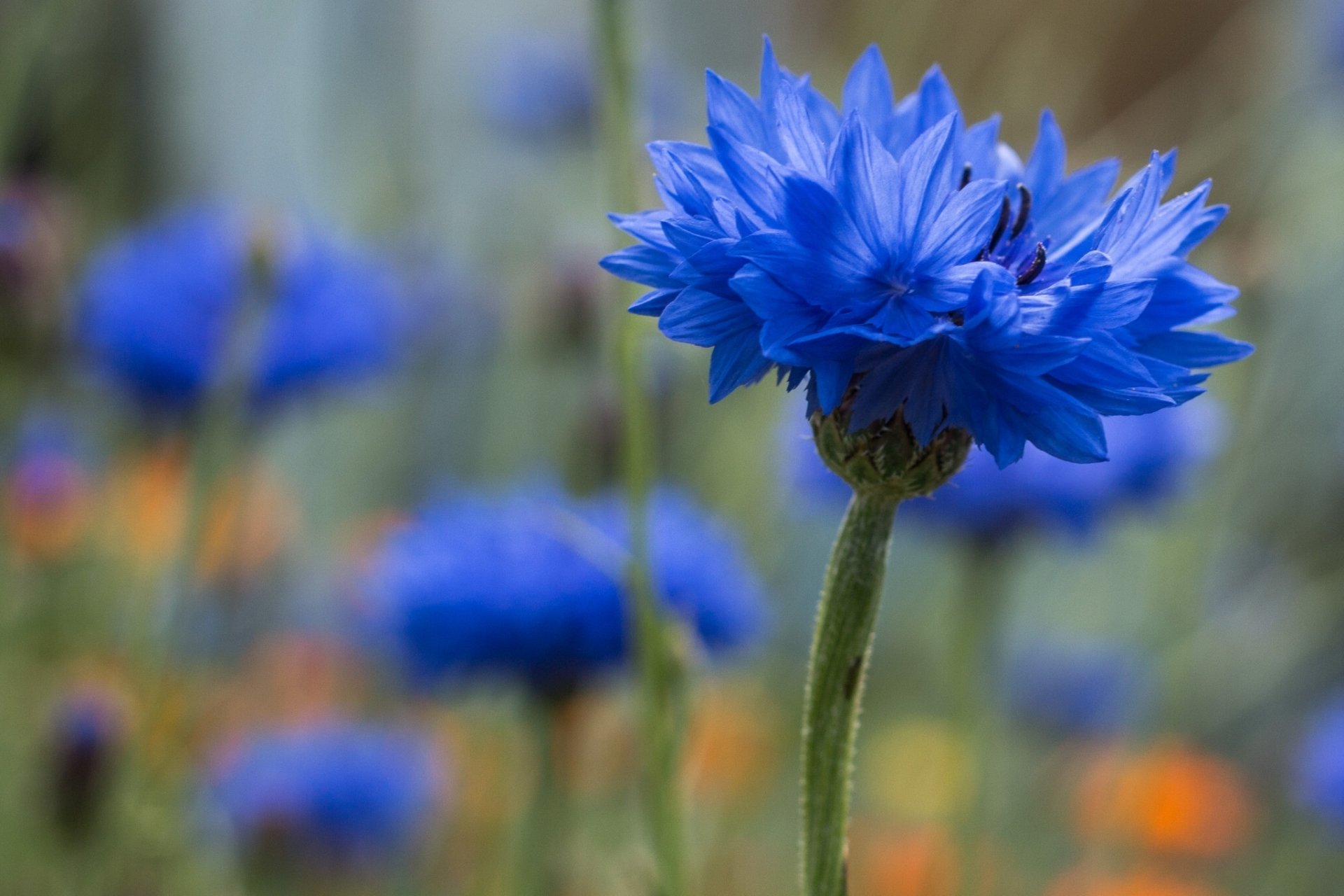 Close-up of a vibrant blue coneflower against a softly blurred natural background, captured in HD for a striking desktop wallpaper.