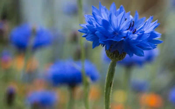 Close-up of a vibrant blue coneflower against a softly blurred natural background, captured in HD for a striking desktop wallpaper.