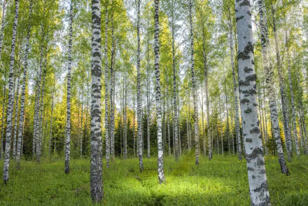 HD desktop wallpaper of a vibrant birch forest with tall trees and lush green foliage bathed in natural sunlight, capturing the essence of nature.