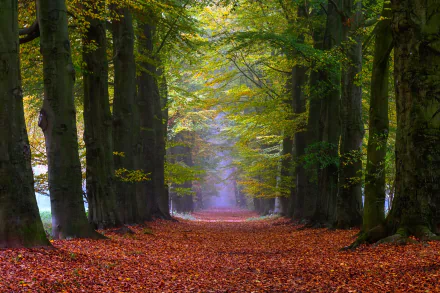 HD desktop wallpaper featuring a serene tree-lined path covered with fall leaves, surrounded by vibrant autumn foliage in a peaceful natural setting.
