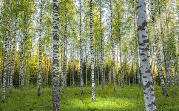 Nature Birch Tree Forest HD Wallpaper | Background Image