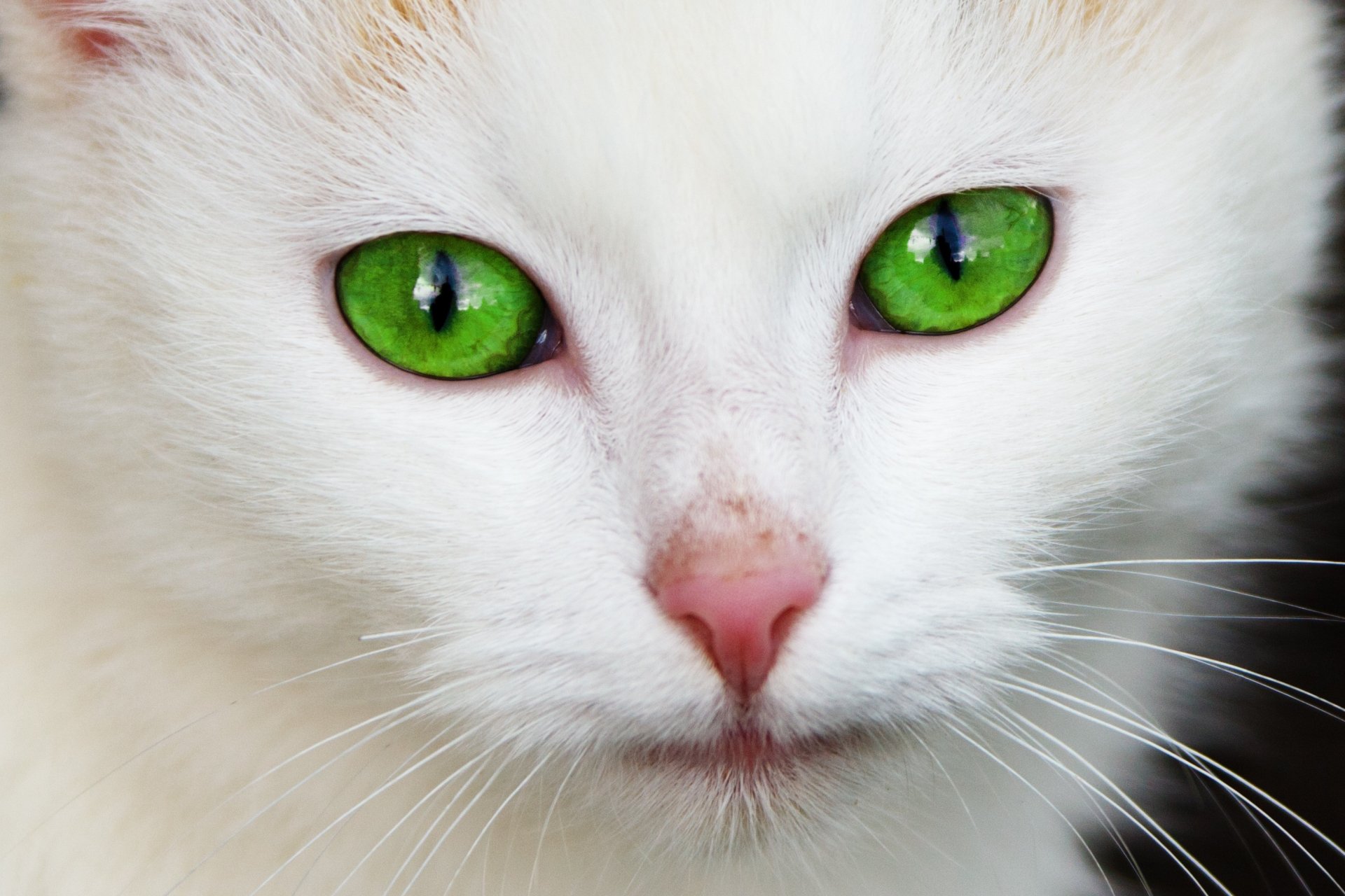 Download Green Eyes Close-up Animal Cat HD Wallpaper
