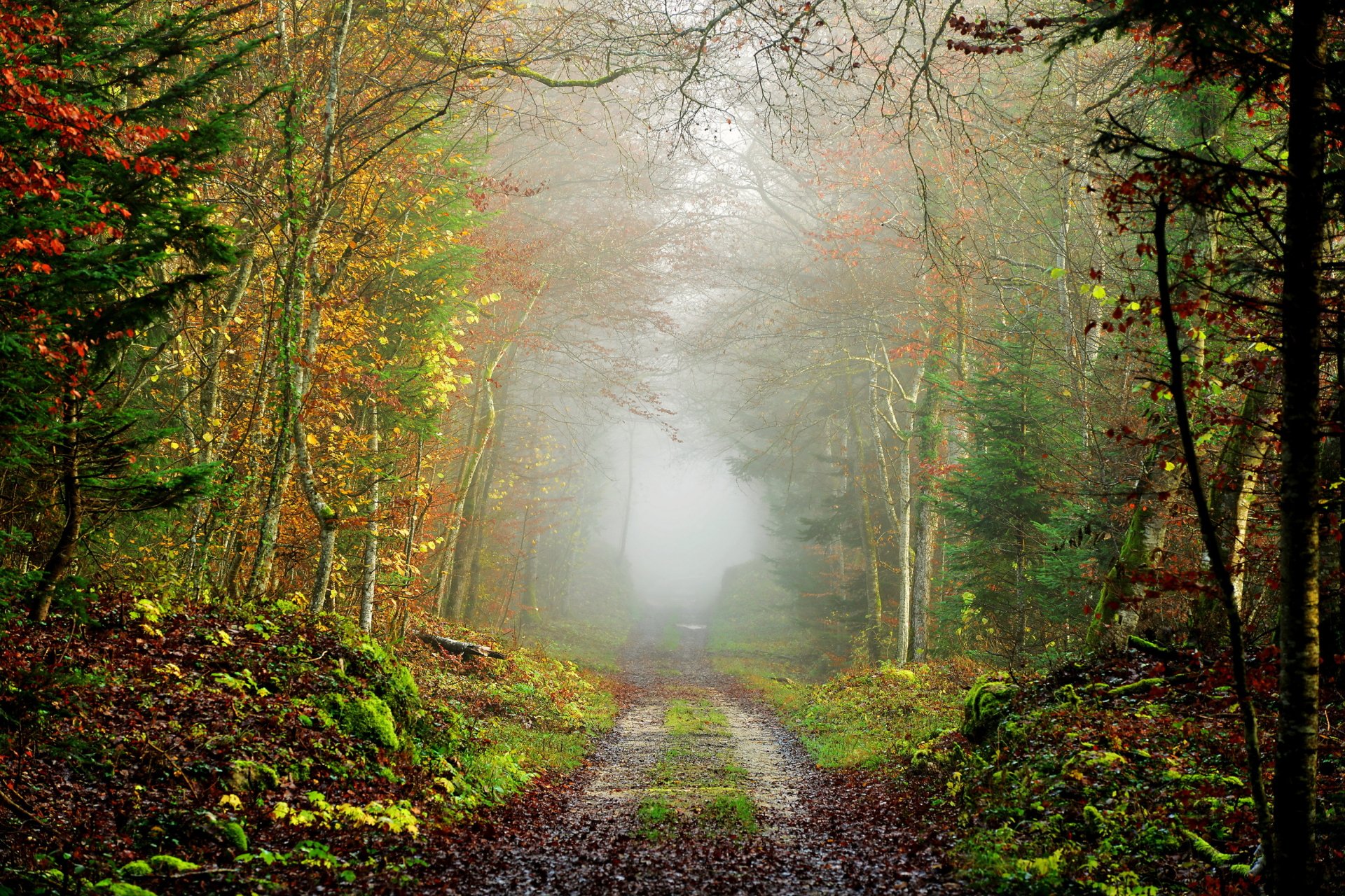 A foggy fall forest scene with a man-made path winding through colorful autumn trees, captured in HD for a desktop wallpaper background.